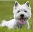 Image result for West Highland White Terrier. Size: 109 x 106. Source: thehappypuppysite.com