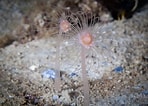 Image result for "corymorpha Nutans". Size: 148 x 106. Source: www.seawater.no