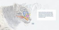 Bildergebnis für Snow Leopard Anatomy. Größe: 207 x 106. Quelle: www.thathipsterlife.com