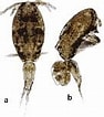 Afbeeldingsresultaten voor "oncaea Clevei". Grootte: 94 x 106. Bron: copepodes.obs-banyuls.fr