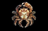 Image result for "phymodius Ungulatus". Size: 162 x 106. Source: www.crabdatabase.info
