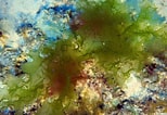 Afbeeldingsresultaten voor Algae species. Grootte: 154 x 106. Bron: phys.org