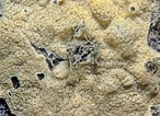 Image result for "plakina Monolopha". Size: 146 x 106. Source: taxondiversity.fieldofscience.com