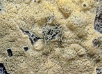 Image result for "plakina Monolopha". Size: 147 x 106. Source: taxondiversity.fieldofscience.com