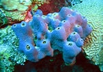 Image result for Sponges Invertebrates. Size: 151 x 106. Source: flowergarden.noaa.gov