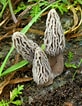 "codonellopsis Morchella" માટે ઇમેજ પરિણામ. માપ: 82 x 106. સ્ત્રોત: ultimate-mushroom.com