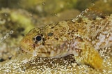 Image result for "gobius Luteus". Size: 161 x 106. Source: www.shutterstock.com