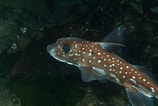 Image result for "hydrolagus Mirabilis". Size: 158 x 106. Source: inaturalist.ca