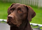 Image result for Labrador Retriever. Size: 145 x 106. Source: commons.wikimedia.org