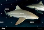 Afbeeldingsresultaten voor "carcharhinus Wheeleri". Grootte: 154 x 106. Bron: www.alamy.com