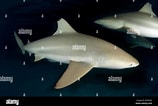 Image result for "carcharhinus Wheeleri". Size: 158 x 106. Source: www.alamy.com