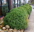 Image result for "tuscaretta Globosa". Size: 110 x 106. Source: www.fast-growing-trees.com