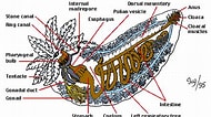 Afbeeldingsresultaten voor Holothuria anatomy. Grootte: 190 x 106. Bron: mmdskeletal.weebly.com
