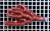 Image result for "plexaurella Nutans". Size: 168 x 106. Source: www.coral.zone