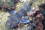 Image result for "orectolobus Japonicus". Size: 160 x 106. Source: tonysharks.com