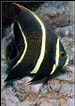 Afbeeldingsresultaten voor "pomacanthus Paru". Grootte: 75 x 106. Bron: www.flickr.com