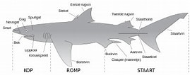 Image result for Sierlijke bakerhaai Anatomie. Size: 269 x 106. Source: eenhaai.weebly.com