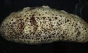 Image result for Holothuria lineata. Size: 175 x 106. Source: www.si.edu