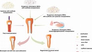 dental pulp stem cell markers के लिए छवि परिणाम. आकार: 186 x 106. स्रोत: www.frontiersin.org