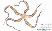 Image result for "ophionereis Reticulata". Size: 173 x 106. Source: www.gulfbase.org