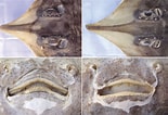 Image result for Dipturus nidarosiensis Anatomie. Size: 155 x 106. Source: www.researchgate.net