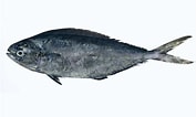 Image result for "coryphaena Equiselis". Size: 177 x 106. Source: fishesofaustralia.net.au