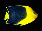 Image result for "holacanthus Tricolor". Size: 141 x 106. Source: 1million-wallpapers.blogspot.com