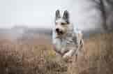 Bildergebnis für fransk vallhund. Größe: 162 x 106. Quelle: hund24.se