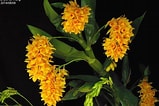 Image result for "strombidium Sulcatum". Size: 159 x 106. Source: www.orchid.url.tw