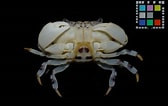 Image result for "lydia Annulipes". Size: 168 x 106. Source: ffish.asia