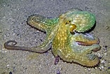 Image result for "octobranchus Floriceps". Size: 157 x 106. Source: www.monaconatureencyclopedia.com