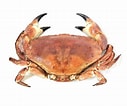 krabben soorten માટે ઇમેજ પરિણામ. માપ: 127 x 106. સ્ત્રોત: www.gastronomixs.com