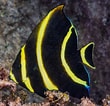 Afbeeldingsresultaten voor "pomacanthus Paru". Grootte: 110 x 106. Bron: shrimplovers.com.au
