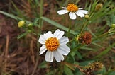 Image result for "archiconchoecia Pilosa". Size: 162 x 106. Source: bugs-alive.blogspot.com