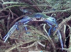 Image result for "portunus Anceps". Size: 146 x 106. Source: www.meerwasser-lexikon.de