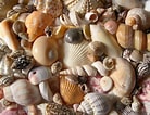Image result for Seashells. Size: 138 x 106. Source: seashellsbymillhill.wordpress.com