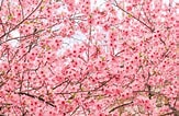 Image result for cerezos en flor Sakura. Size: 163 x 106. Source: www.exploramundo.es
