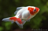 Image result for Carassius auratus. Size: 162 x 106. Source: www.beke.co.nz