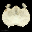 Image result for "aethra Edentata". Size: 107 x 106. Source: www.crustaceology.com