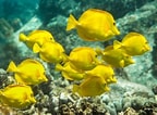 Afbeeldingsresultaten voor Tang Fish Species. Grootte: 144 x 106. Bron: petkeen.com