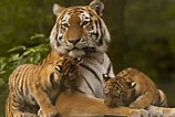 Image result for Tiger Kinder. Size: 158 x 106. Source: animalsake.com