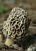 Image result for "codonellopsis Morchella". Size: 75 x 106. Source: www.forestryimages.org