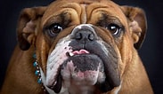 Image result for Engelsk Bulldog. Size: 183 x 106. Source: wallpapercave.com