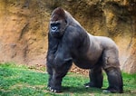 Image result for "chirodropus Gorilla". Size: 150 x 106. Source: facts.net