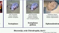 Image result for Chirodropida. Size: 191 x 106. Source: www.youtube.com