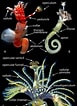 Risultato immagine per Hydroides elegans Anatomie. Dimensioni: 77 x 106. Fonte: australian.museum