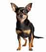 Image result for Chihuahua. Size: 94 x 106. Source: pt.vecteezy.com