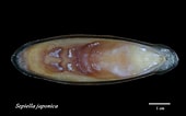 Afbeeldingsresultaten voor Sepiella japonica Geslacht. Grootte: 170 x 106. Bron: catalog.digitalarchives.tw