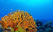 Image result for Fire Coral Species. Size: 174 x 106. Source: wiki.rankiing.net