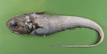 Image result for Coryphaenoides. Size: 211 x 106. Source: www.fishbiosystem.ru